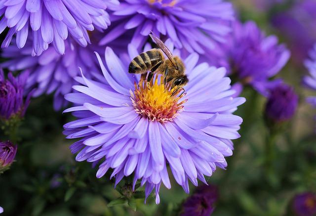 ミツバチが花　共進化