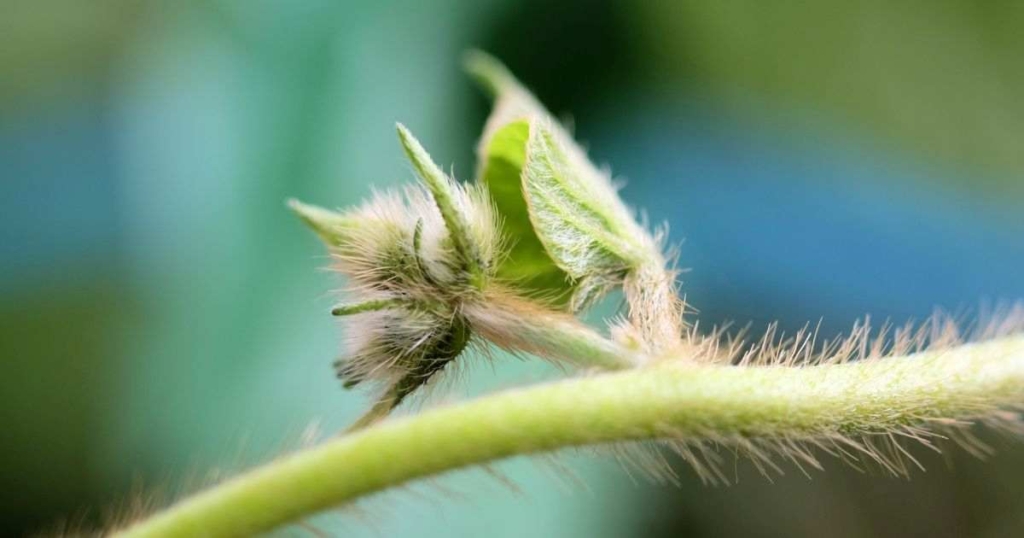 芽が出る、何かが始まる
