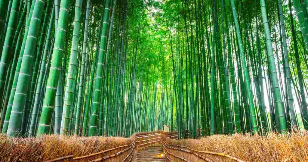 もっと静かで、もっと整ったものに触れたい